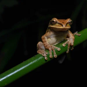 Encounter Night Wildlife Uvita Jungle